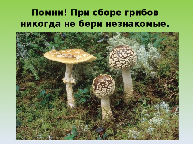 Помни! При сборе грибов  никогда не бери незнакомые.  