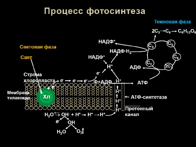 Фермент тилакоида. Мембрана тилакоида процессы фотосинтеза. Фотосистема 1 фотосинтез. Фотосинтез схема. Протонный канал фотосинтез.