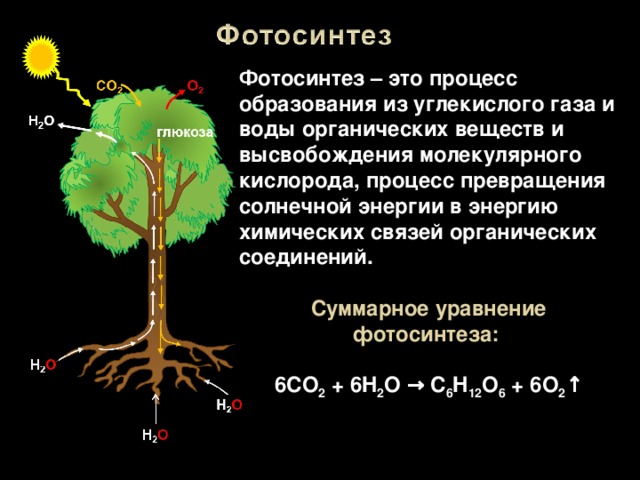 Фотосинтез – это процесс образования из углекислого газа и воды органических веществ и высвобождения молекулярного кислорода, процесс превращения солнечной энергии в энергию химических связей органических соединений.  Суммарное уравнение фотосинтеза:   6 CO 2 + 6 H 2 O → C 6 H 12 O 6 + 6 O 2 ↑ 