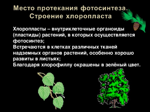 Хлоропласты – внутриклеточные органоиды (пластиды) растений, в которых осуществляется фотосинтез; Встречаются в клетках различных тканей надземных органов растений, особенно хорошо развиты в листьях; Благодаря хлорофиллу окрашены в зелёный цвет. 