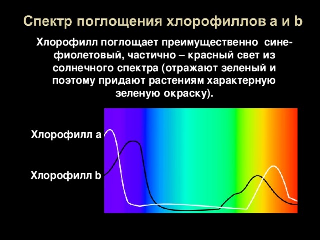 Хлорофилл поглощает преимущественно   сине-фиолетовый, частично – красный свет из солнечного спектра (отражают зеленый и поэтому придают растениям характерную зеленую окраску). Хлорофилл а Хлорофилл b 