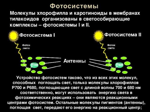 Молекулы хлорофилла и каротиноиды в мембранах тилакоидов организованы в светособирающие комплексы – фотосистемы I и II.  Устройство фотосистем таково, что из всех этих молекул, способных поглощать свет, только молекулы хлорофиллов P700 и P680, поглощающие свет с длиной волны 700 и 680 нм соответственно, могут использовать энергию света в фотохимических реакциях – они являются реакционными центрами фотосистем. Остальные молекулы пигментов (антенны), поглощая свет, передают его энергию на реакционный центр; 