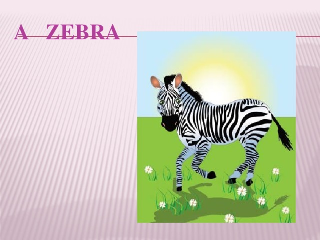 A ZEBRA 