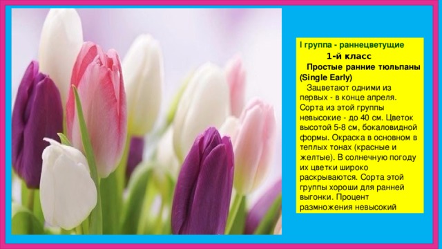 I группа - раннецветущие  1-й класс Простые ранние тюльпаны (Single Early) Зацветают одними из первых - в конце апреля. Сорта из этой группы невысокие - до 40 см. Цветок высотой 5-8 см, бокаловидной формы. Окраска в основном в теплых тонах (красные и желтые). В солнечную погоду их цветки широко раскрываются. Сорта этой группы хороши для ранней выгонки. Процент размножения невысокий 