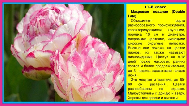  11-й класс Махровые поздние (Double Late) Объединяет сорта разнообразного происхождения, характеризующиеся крупными, порядка 10 см в диаметре, махровыми цветками, имеющими широкие округлые лепестки. Внешне они похожи на цветки пионов, их также называют пионовидными. Цветут на 8-12 дней позже махровых ранних сортов и более продолжительно, до 3 недель, захватывая начало июня. Это мощные и высокие, до 50-60 см, растения. Цветки разнообразны по окраске. Малоустойчивы к дождю и ветру. Хороши для срезки и выгонки. 