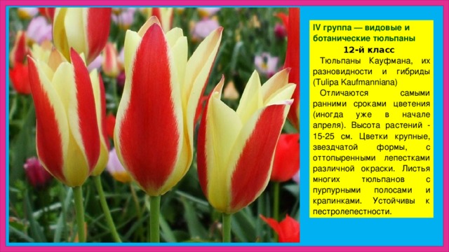 IV группа — видовые и ботанические тюльпаны  12-й класс Тюльпаны Кауфмана, их разновидности и гибриды (Tulipa Kaufmanniana) Отличаются самыми ранними сроками цветения (иногда уже в начале апреля). Высота растений - 15-25 см. Цветки крупные, звездчатой формы, с оттопыренными лепестками различной окраски. Листья многих тюльпанов с пурпурными полосами и крапинками. Устойчивы к пестролепестности. 