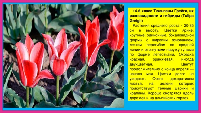 14-й класс Тюльпаны Грейга, их разновидности и гибриды (Tulipa Greigii) Растения среднего роста - 20-35 см в высоту. Цветки яркие, крупные, одиночные, бокаловидной формы с широким основанием, легким перегибом по средней линии и отогнутыми наружу тупыми по форме лепестками. Окраска красная, оранжевая, иногда двухцветная. Цветут продолжительно с конца апреля — начала мая. Цветки долго не увядают. Очень декоративны листья, на зелени которых присутствуют темные штрихи и крапины. Хорошо смотрятся вдоль дорожек и на альпийских горках. 