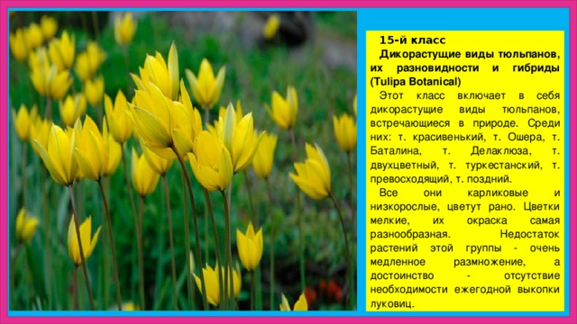 15-й класс Дикорастущие виды тюльпанов, их разновидности и гибриды (Tulipa Botanical) Этот класс включает в себя дикорастущие виды тюльпанов, встречающиеся в природе. Среди них: т. красивенький, т. Ошера, т. Баталина, т. Делаклюза, т. двухцветный, т. туркестанский, т. превосходящий, т. поздний. Все они карликовые и низкорослые, цветут рано. Цветки мелкие, их окраска самая разнообразная. Недостаток растений этой группы - очень медленное размножение, а достоинство - отсутствие необходимости ежегодной выкопки луковиц. 