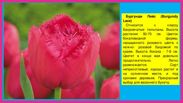 Бургунди Лейс (Burgundy Lace) Относится к классу Бахромчатые тюльпаны. Высота растения 50-70 см. Цветок бокаловидной формы, насыщенного розового цвета с нежно- розовой бахромой по краям. Высота бокала - 7-8 см. Цветет в конце мая довольно продолжительно. Легко размножается. Сорт неприхотливый, хорошо растет и на солнечном месте, и под кронами деревьев. Прекрасный выбор для весеннего букета. 
