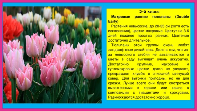 2-й класс Махровые ранние тюльпаны (Double Early) Растения невысокие, до 20-35 см (хотя есть исключения), цветки махровые. Цветут на 3-6 дней позднее простых ранних. Цветение достаточно длительное. Тюльпаны этой группы очень любят ландшафтные дизайнеры. Дело в том, что из-за невысокого стебля не заваливаются и цветы в саду выглядят очень аккуратно. Достаточно крупные, махровые и густомахровые цветки долго не увядают, превращают клумбы в сплошной цветущий ковер. Для выгонки пригодны, но не для срезки. Лучше всего они будут смотреться высаженными в горшки или кашпо в композиции с гиацинтами и крокусами. Размножаются достаточно хорошо. 