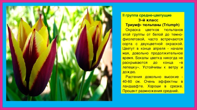 II группа средне-цветущие  3-й класс Триумф- тюльпаны (Triumph) Окраска цветков тюльпанов этой группы от белой до темно-фиолетовой, часто встречаются сорта с двухцветной окраской. Цветут в конце апреля - начале мая, довольно продолжительное время. Бокалы цветка никогда не раскрываются до конца «в лепешку». Устойчивы к ветру и дождю. Растения довольно высокие - 40-60 см. Очень эффектны в ландшафте. Хороши в срезке. Процент размножения средний. 