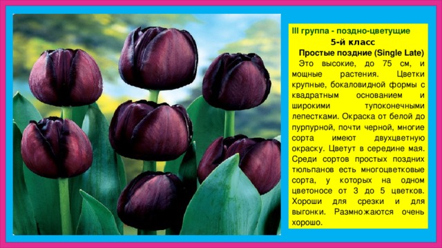 III группа - поздно-цветущие  5-й класс Простые поздние (Single Late) Это высокие, до 75 см, и мощные растения. Цветки крупные, бокаловидной формы с квадратным основанием и широкими тупоконечными лепестками. Окраска от белой до пурпурной, почти черной, многие сорта имеют двухцветную окраску. Цветут в середине мая. Среди сортов простых поздних тюльпанов есть многоцветковые сорта, у которых на одном цветоносе от 3 до 5 цветков. Хороши для срезки и для выгонки. Размножаются очень хорошо. 