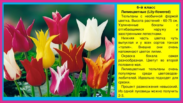  6-й класс Лилиецветные (Lily-flowered) Тюльпаны с необычной формой цветка. Высота растений - 60-75 см. Удлиненные бокалы с отгибающимися наружу и заостренными лепестками. Нижняя часть цветка чуть выпуклая и у всех сортов тонкая «талия». Внешне они очень напоминают цветок лилии. Окраска бокала самая разнообразная. Цветут во второй половине мая. Лилиецветные тюльпаны очень популярны среди цветоводов-любителей. Идеально подходят для срезки. Процент размножения невысокий. Из одной луковицы можно получить 2-3. 