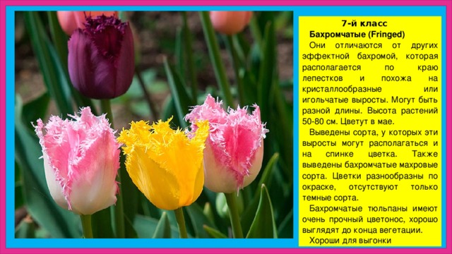  7-й класс Бахромчатые (Fringed) Они отличаются от других эффектной бахромой, которая располагается по краю лепестков и похожа на кристаллообразные или игольчатые выросты. Могут быть разной длины. Высота растений 50-80 см. Цветут в мае. Выведены сорта, у которых эти выросты могут располагаться и на спинке цветка. Также выведены бахромчатые махровые сорта. Цветки разнообразны по окраске, отсутствуют только темные сорта. Бахромчатые тюльпаны имеют очень прочный цветонос, хорошо выглядят до конца вегетации. Хороши для выгонки 