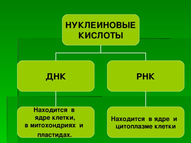 НУКЛЕИНОВЫЕ КИСЛОТЫ ДНК РНК Находится в ядре клетки, в митохондриях и пластидах.  Находится в ядре и цитоплазме клетки 