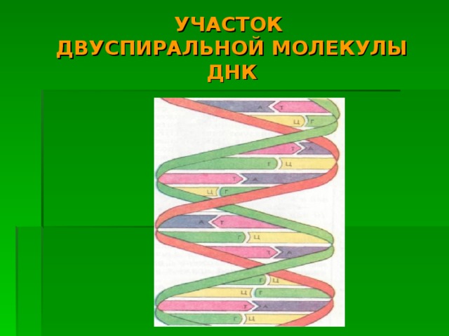 УЧАСТОК  ДВУСПИРАЛЬНОЙ МОЛЕКУЛЫ  ДНК 