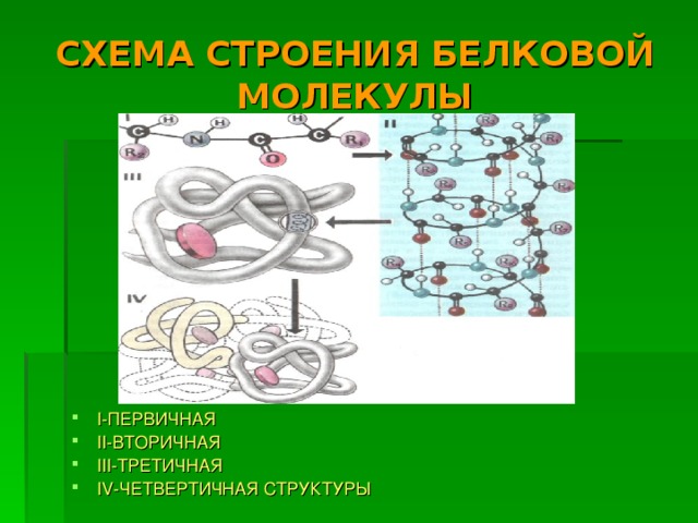 СХЕМА СТРОЕНИЯ БЕЛКОВОЙ МОЛЕКУЛЫ I -ПЕРВИЧНАЯ II -ВТОРИЧНАЯ III -ТРЕТИЧНАЯ IV -ЧЕТВЕРТИЧНАЯ СТРУКТУРЫ 