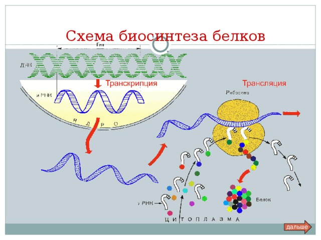 Транскрипция и трансляция схема