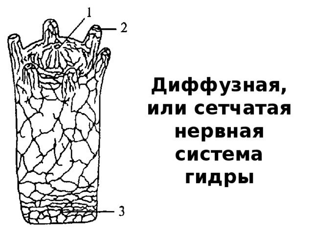 Нервная система гидры