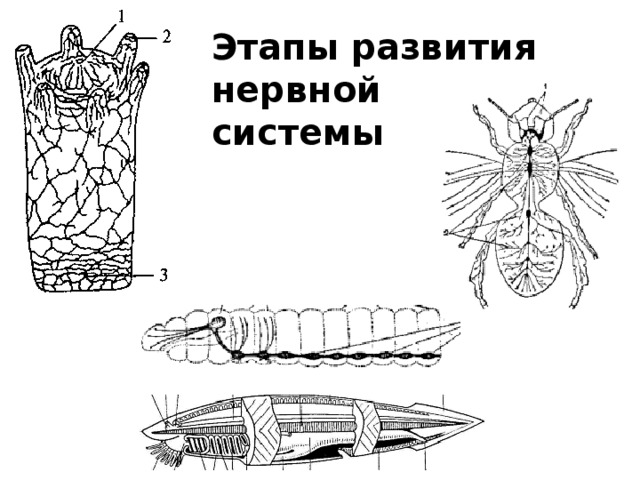 Последовательность эволюции нервной системы животных