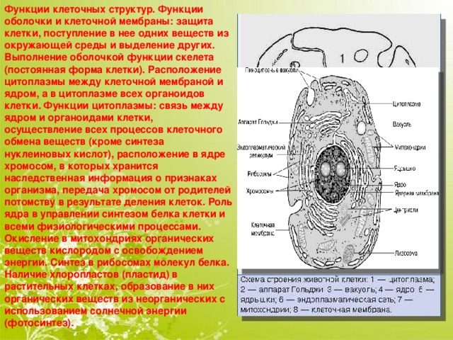 Составная часть клетки функции. Растительная и животная клетка презентация. Форма животной клетки. Структура и функции клетки. Клетка строение и функции.