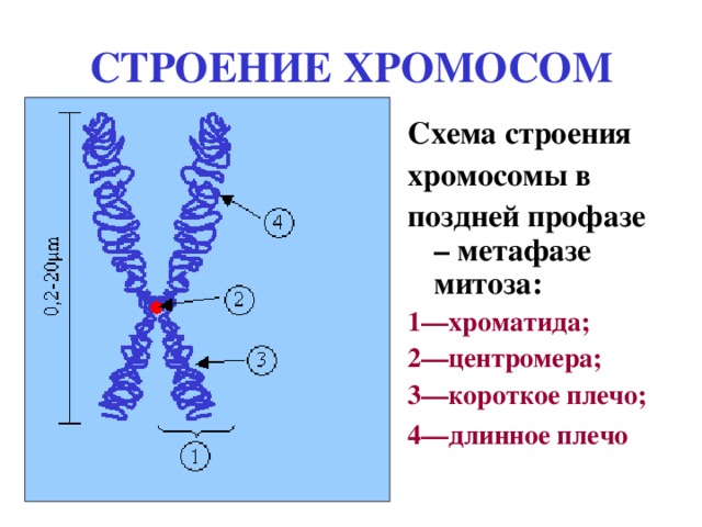 Хроматид в ядре. Схема строения метафазной хромосомы.
