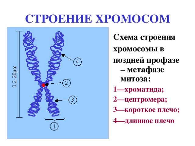 Общий план строения хромосомы