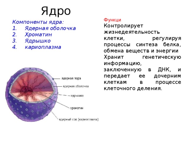 Наследственная информация в дочерних клетках