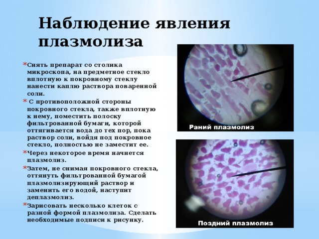 Почему важно накрыть препарат покровным стеклом именно так как показано на рисунке