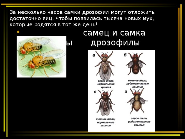 Признаки плодовой мушки. Дрозофилы это в биологии. Хромосомная теория наследственности скрещивание дрозофил. Мушки дрозофилы биология. Строение дрозофилы.