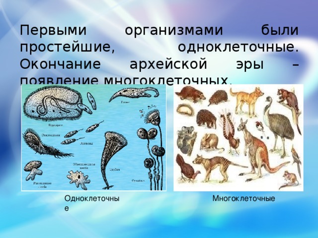 Первыми организмами были простейшие, одноклеточные. Окончание архейской эры – появление многоклеточных. Одноклеточные Многоклеточные 