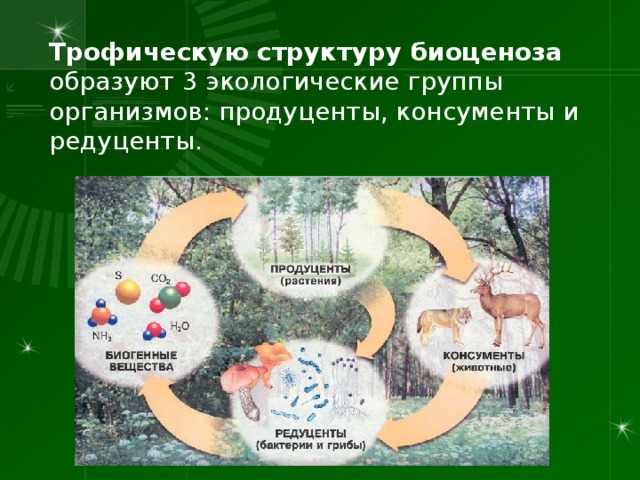 Трофическую структуру биоценоза образуют 3 экологические группы организмов: продуценты, консументы и редуценты. 