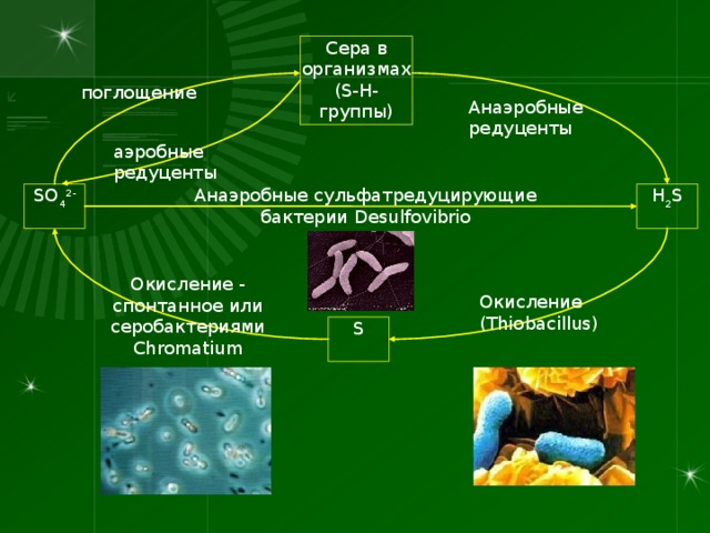 Сера в организмах ( S - H -группы) поглощение Анаэробные редуценты аэробные редуценты Анаэробные сульфатредуцирующие бактерии Desulfovibrio H 2 S SO 4 2- Окисление - спонтанное или серобактериями Chromatium Окисление ( Thiobacillus) S 