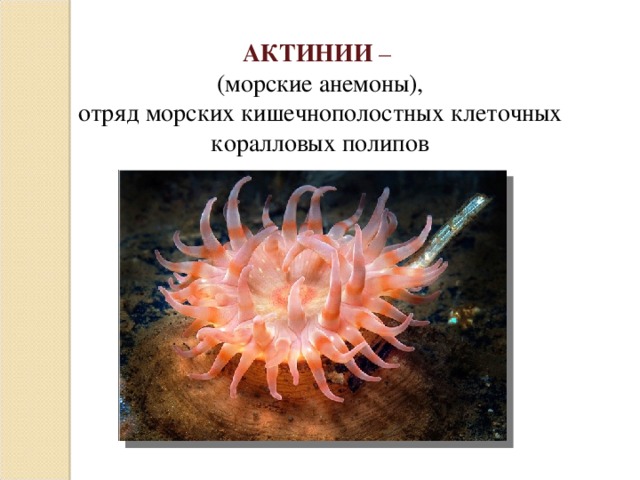 АКТИНИИ – (морские анемоны), отряд морских кишечнополостных клеточных коралловых полипов 