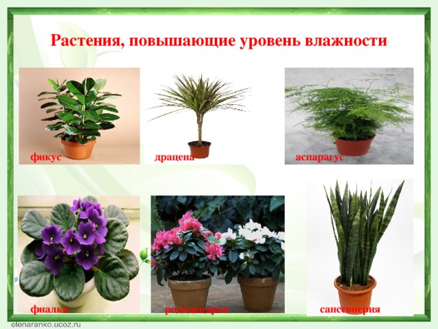Какие растения любишь. Комнатные растения: фиалка, фикус.. Комнатные растения окружающий мир. Комнатные растения влажность. Растения в повышенной влажности.
