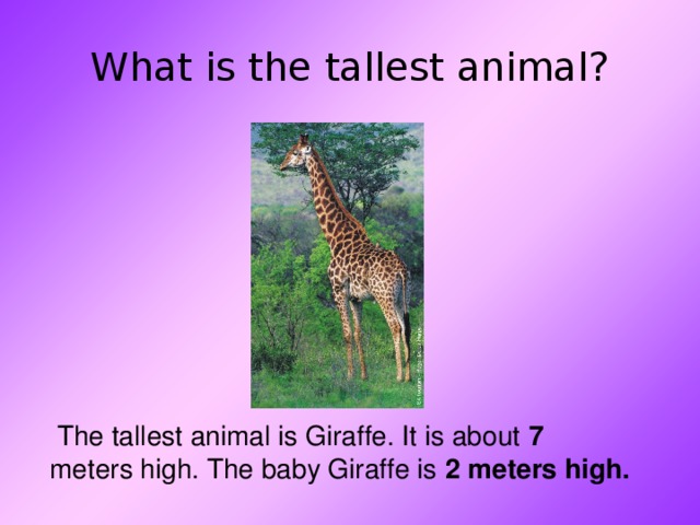 What is the tallest animal?  The tallest animal is Giraffe. It is about 7   meters high. The baby Giraffe is 2  meters high.   