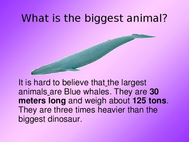 What is the biggest animal?  It is hard to believe that  the largest animals  are Blue whales. They are 30 meters long and weigh about 125 tons . They are three times heavier than the biggest dinosaur. 