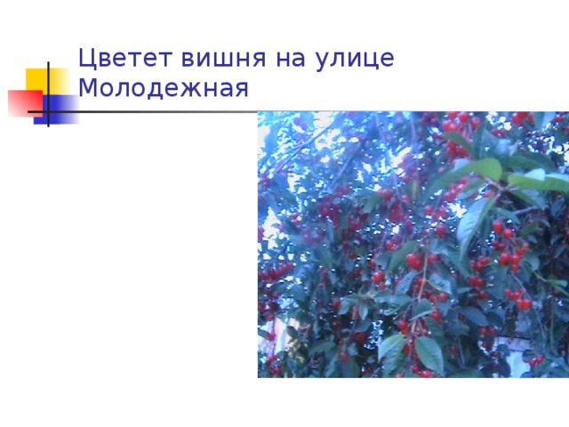 Цветет вишня на улице Молодежная 