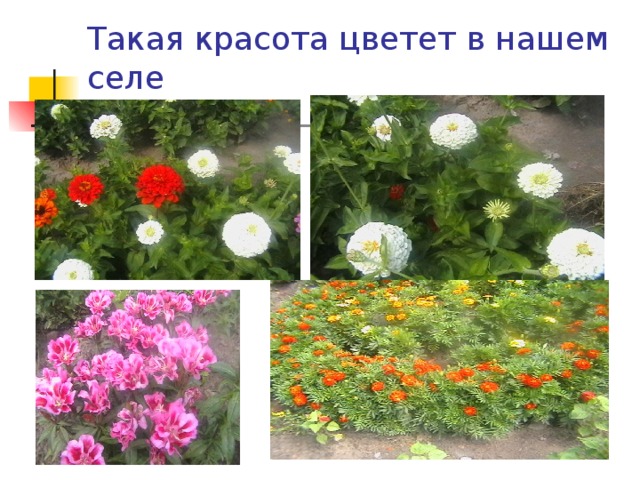 Такая красота цветет в нашем селе 