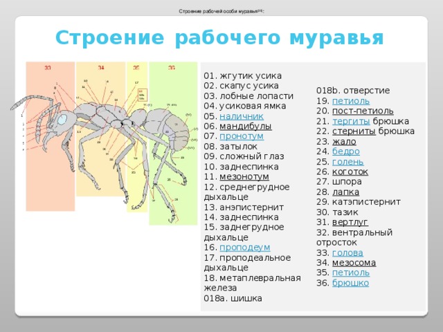 Есть ли у муравья мозги. Строение муравья внутри. Внутреннее строение муравья. Внутреннее строение муравьев. Строение муравья строение.