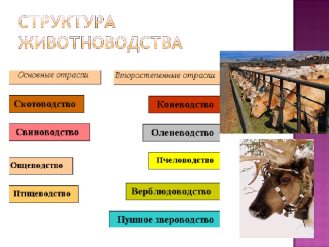 Животноводство мира презентация по географии 10 класс