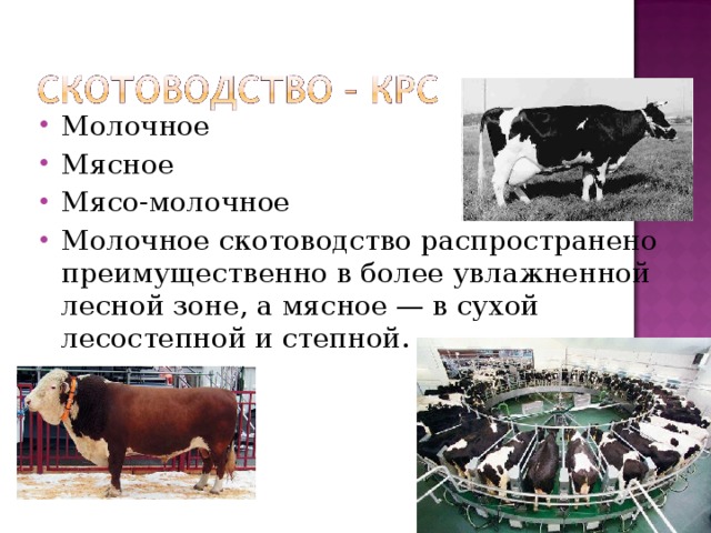 Для центральной россии характерно скотоводство. Молочно мясное скотоводство. Молочное скотоводство мясное скотоводство. Молочно мясное и мясо молочное скотоводство. Мясное направление животноводства.
