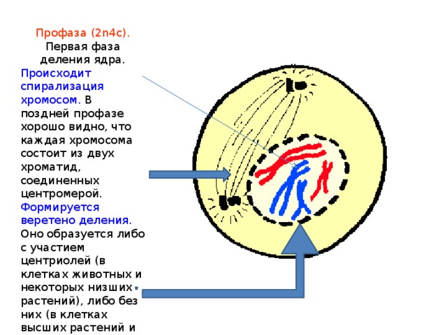 Профаза (2n4c). Первая фаза деления ядра. Происходит спирализация хромосом. В поздней профазе хорошо видно, что каждая хромосома состоит из двух хроматид, соединенных центромерой. Формируется веретено деления. Оно образуется либо с участием центриолей (в клетках животных и некоторых низших растений), либо без них (в клетках высших растений и некоторых простейших). Начинает растворяться ядерная оболочка. 