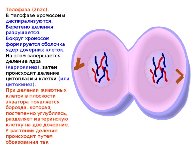 Телофаза (2n2c). В телофазе хромосомы деспирализуются . Веретено деления разрушается. Вокруг хромосом формируется оболочка ядер дочерних клеток. На этом завершается деление ядра (кариокинез), затем происходит деление цитоплазмы клетки (или цитокинез). При делении животных клеток в плоскости экватора появляется борозда, которая, постепенно углубляясь, разделяет материнскую клетку на две дочерние. У растений деление происходит путем образования так называемой клеточной пластинки, разделяющей цитоплазму. 
