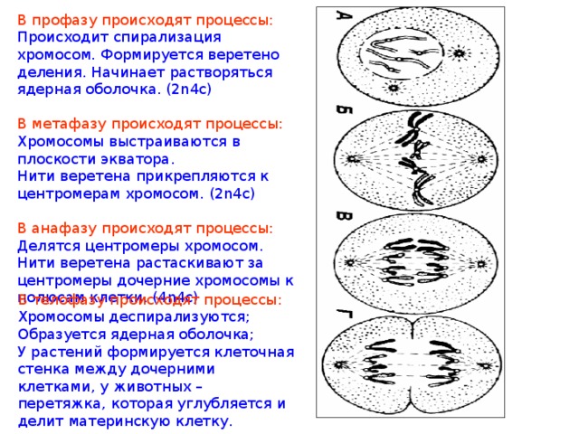 В профазу происходят процессы: Происходит спирализация хромосом.  Формируется веретено деления.  Начинает растворяться ядерная оболочка. (2n4c) В метафазу происходят процессы: Хромосомы выстраиваются в плоскости экватора. Нити веретена прикрепляются к центромерам хромосом. (2n4c) В анафазу происходят процессы: Делятся центромеры хромосом. Нити веретена растаскивают за центромеры дочерние хромосомы к полюсам клетки. (4n4c) В телофазу происходят процессы: Хромосомы деспирализуются; Образуется ядерная оболочка; У растений формируется клеточная стенка между дочерними клетками, у животных – перетяжка, которая углубляется и делит материнскую клетку. 