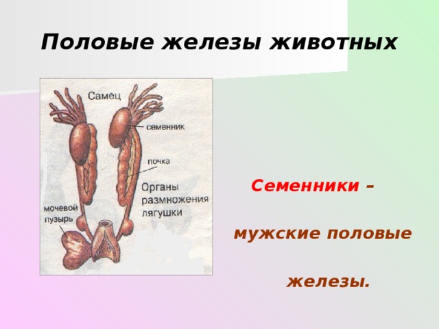 Половая железа. Половые железы семенники. Система органов размножения животных. Органы размножения самцов. Мужские половые железы семенники.