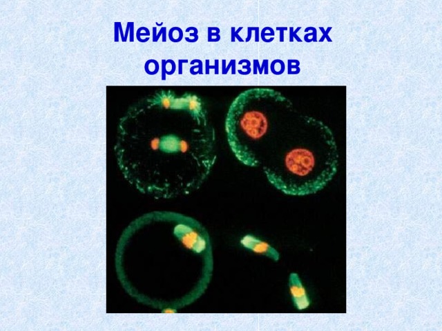 Мейоз в клетках организмов 