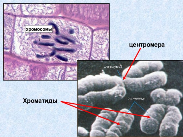 хромосомы центромера Хроматиды 