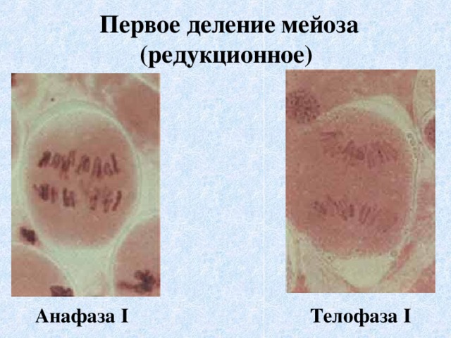   Первое деление мейоза  (редукционное) Анафаза I Телофаза I 