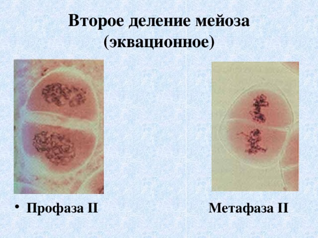 Второе деление мейоза  (эквационное) Профаза II Метафаза II 
